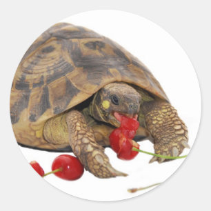 Sticker Rond Hermann Tortoise et fraises