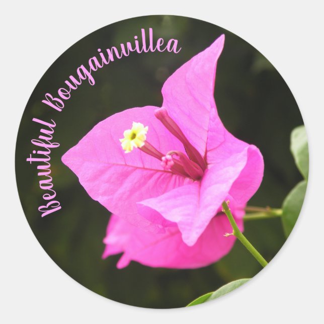 Sticker Rond Hermosa Bugambilia (Devant)