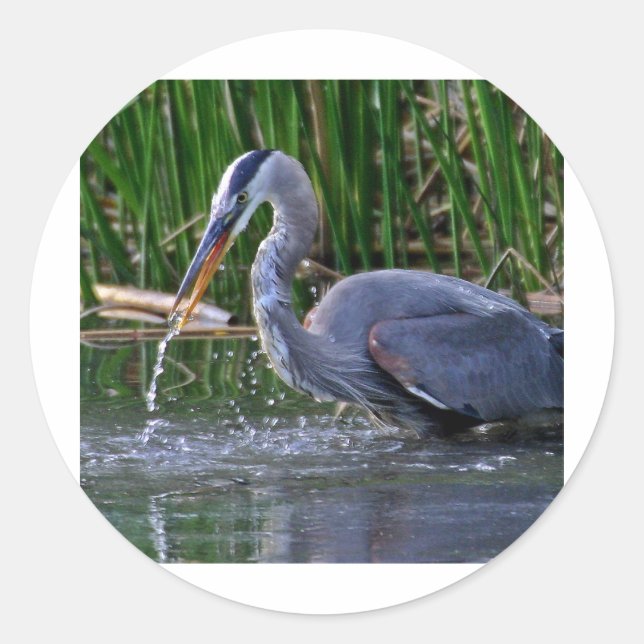 Sticker Rond Heron Splash (Devant)