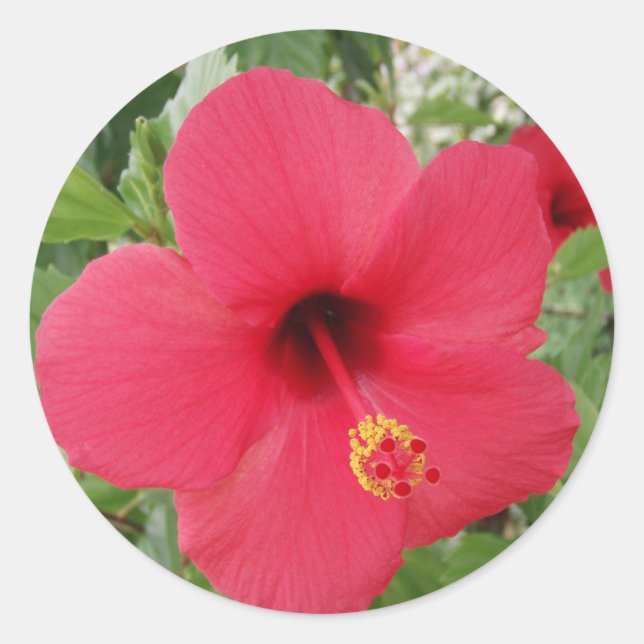Sticker Rond Hibiscus (Devant)