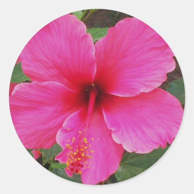 Sticker Rond Hibiscus (Devant)