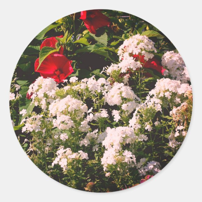 Sticker Rond Hibiscus Et Fleurs De Phlox (Devant)