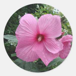 Sticker Rond Hibiscus rose