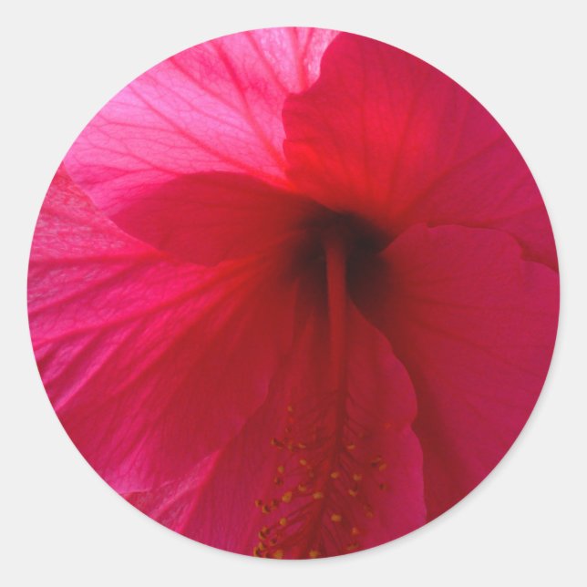 Sticker Rond Hibiscus rose (Devant)