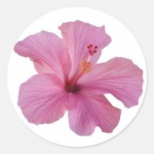 Sticker Rond Hibiscus rose Hawaiian Flower Modèle Customisé