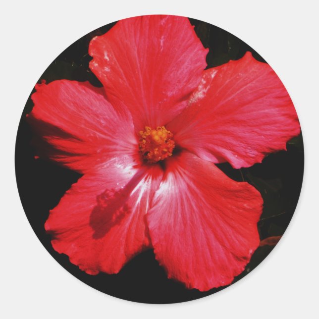 Sticker Rond Hibiscus rouge (Devant)