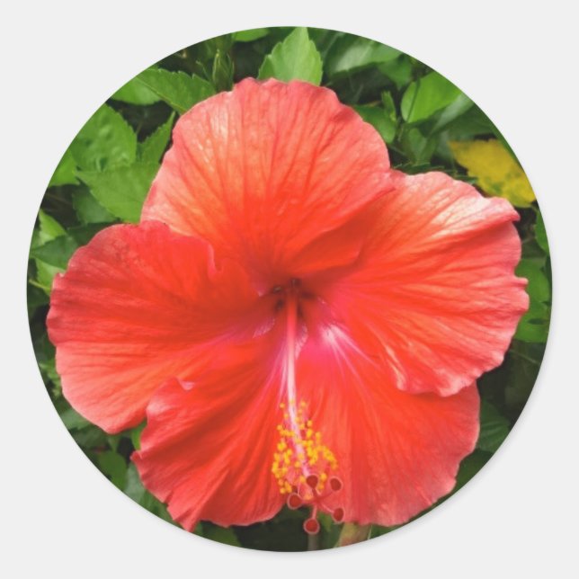 Sticker Rond Hibiscus rouge tropical Bonita Springs Floride (Devant)