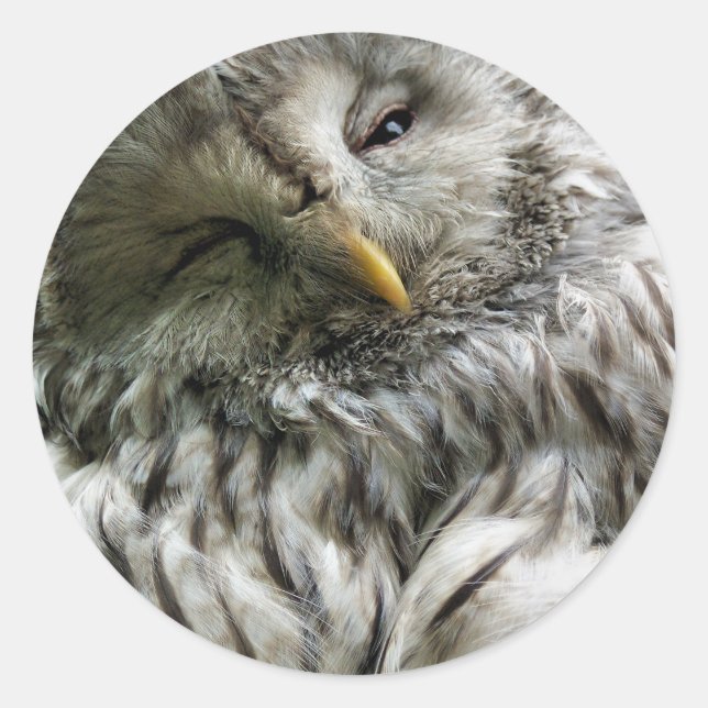 STICKER ROND HIBOU (Devant)