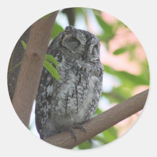 Sticker Rond Hibou africain dormant dans un arbre