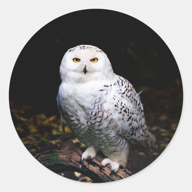 Sticker Rond Hibou blanc majestueux d'hiver (Devant)