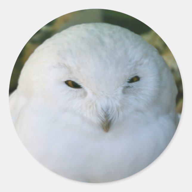 Sticker Rond Hibou des neiges (Devant)
