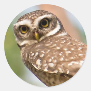 Sticker Rond Hibou repéré sur le vol de matin