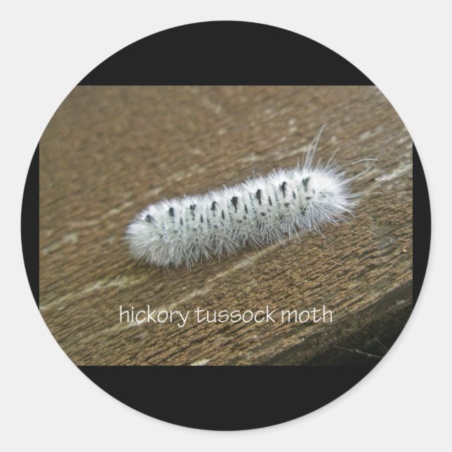 Sticker Rond Hickory Tussock Moth (Lophocampa caryae) Articles (Devant)