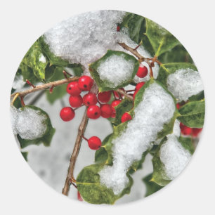 Sticker Rond Hiver - Houx recouvert de glace