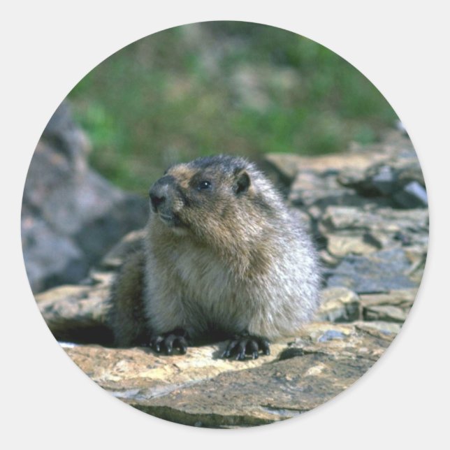 Sticker Rond Hoary Marmot (Devant)