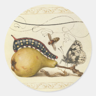 Sticker Rond Hoefnagel Vintage Poire & Insectes 1500 Renaissanc