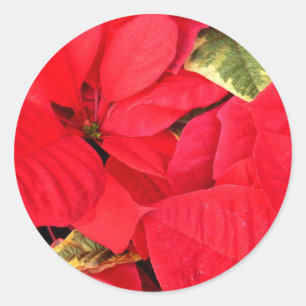 Sticker Rond Holly Point Poinsettias Noël Fête Florale