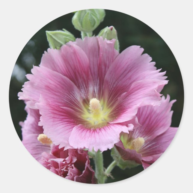 Sticker Rond Hollyhock (Devant)