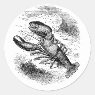 Sticker Rond Homard américain