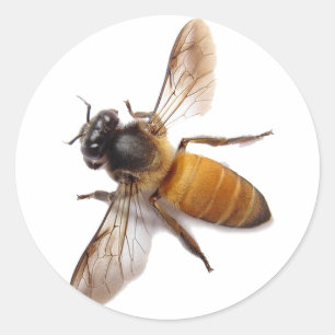 Sticker Rond Honey Bee