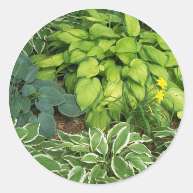 Sticker Rond Hosta (Devant)
