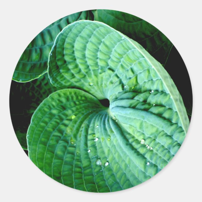 Sticker Rond Hosta Heart (Devant)