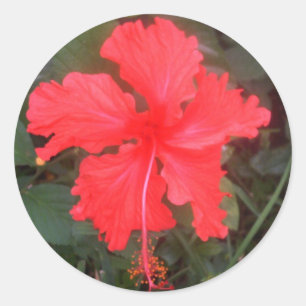 Sticker Rond Hot Pink Hibiscus