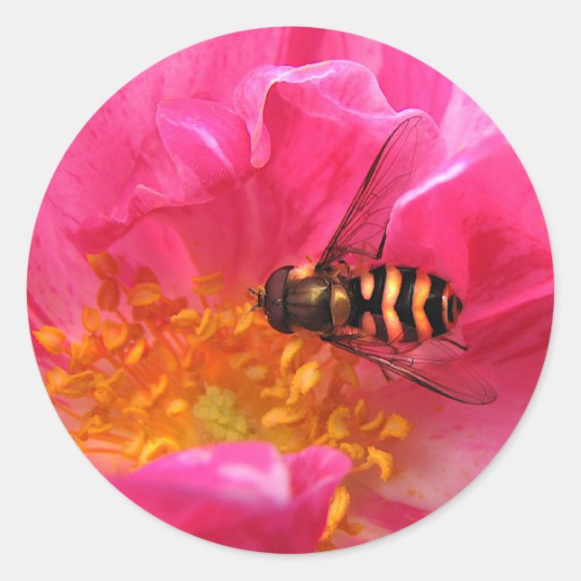 Sticker Rond Hoverfly et Rosa Mundi (Devant)