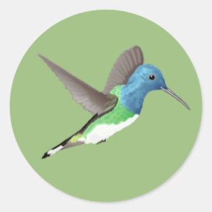Sticker Rond Hovering Jacobin Hummingbird - transparent.