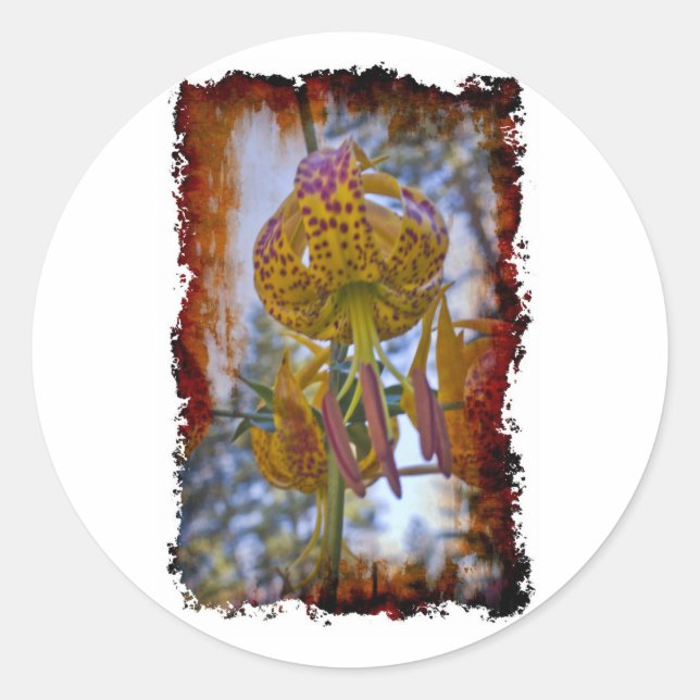 Sticker Rond Humboldt Lily (Devant)