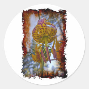 Sticker Rond Humboldt Lily