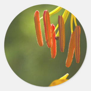 Sticker Rond Humboldt Lily Stamens