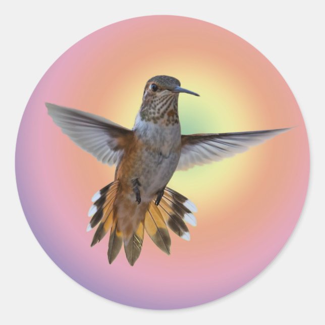 STICKER ROND HUMMINGBIRD (Devant)