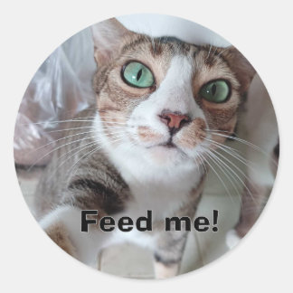 Sticker Rond Hungy cat