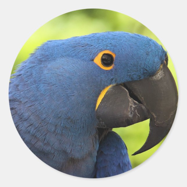 Sticker Rond Hyacinth Macaw (Devant)
