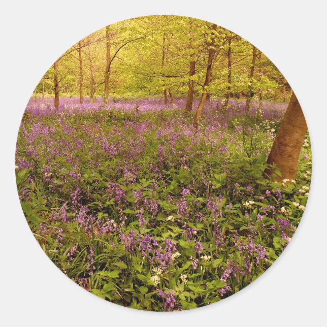 Sticker Rond Hyacinthe sauvage "scilla non scripta" (Devant)