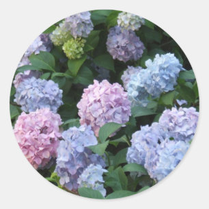 Sticker Rond Hydrangée bleue