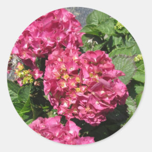 Sticker Rond Hydrangée rose