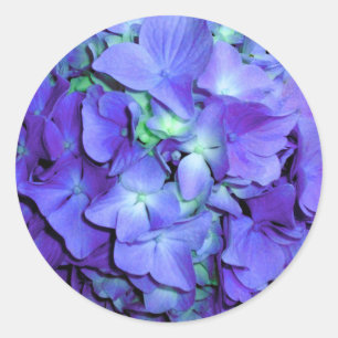 Sticker Rond Hydrangée violette et turquoise, fleurs bleu viole