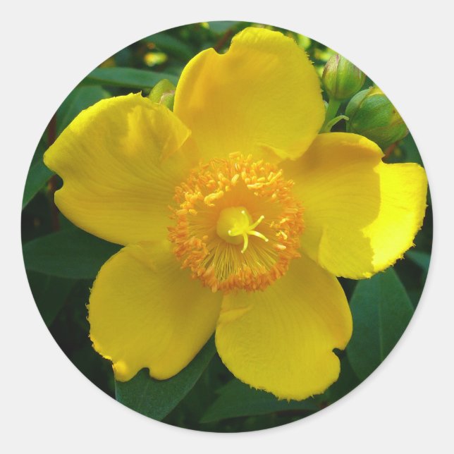 Sticker Rond Hypericum Hidcote (Saint-Jean) (Devant)
