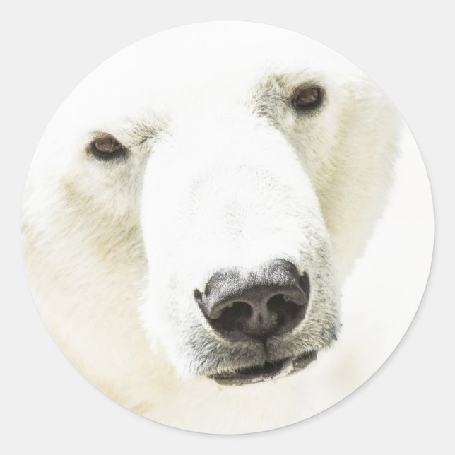 Sticker Rond Icy regard d'un ours polaire (Devant)