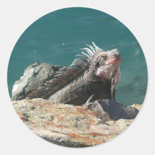 Sticker Rond Iguana à St Thomas