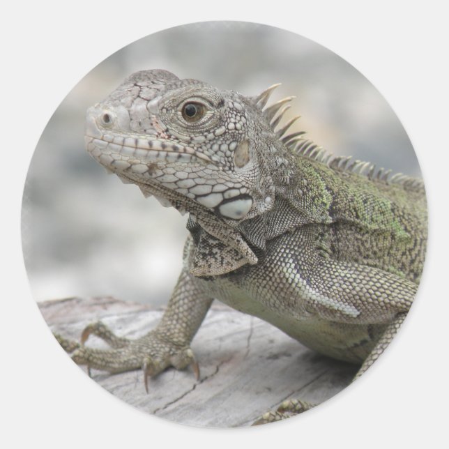 Sticker Rond Iguana Sicker (Devant)