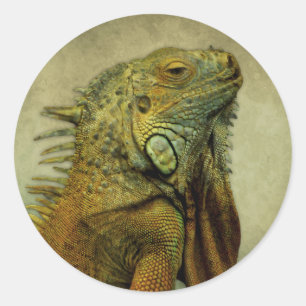 Sticker Rond Iguana verte