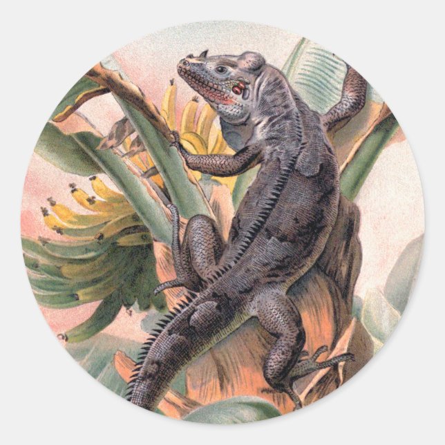 Sticker Rond Iguane noir tropical, animal reptile sauvage vinta (Devant)