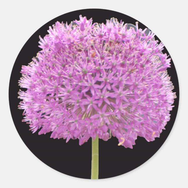 Sticker Rond Illium Summer Spring Flower - Irish Design (Devant)