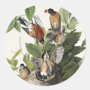 Sticker Rond Illustration Audubon American Spring Robin Bird