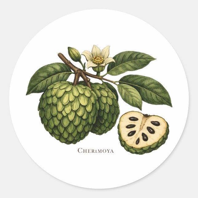 Sticker Rond Illustration botanique de branche de fruit de Chér (Devant)