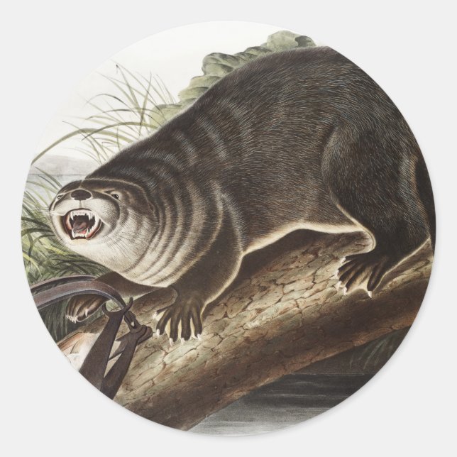 Sticker Rond Illustration de Canada Otter (Lutra Canadensis) (Devant)