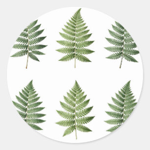 Sticker Rond Illustration de feuilles de fougère botanique vint